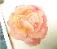 Rose Demo -  Watercolor Lesson